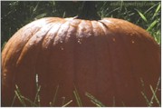 PUMPKIN52Bqtr.jpg (7789 bytes)