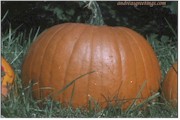 PUMPKIN52Dqtr.jpg (8578 bytes)